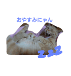 tiger cat cat（個別スタンプ：16）