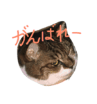 カワイイ♡るー（個別スタンプ：11）