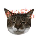 カワイイ♡るー（個別スタンプ：15）