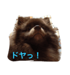 ぷうやん（個別スタンプ：8）