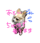 うちのチワワさん。（個別スタンプ：3）