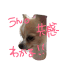 うちのチワワさん。（個別スタンプ：17）