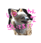 うちのチワワさん。（個別スタンプ：19）
