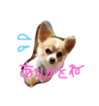 うちのチワワさん。（個別スタンプ：21）