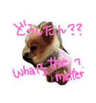 うちのチワワさん。（個別スタンプ：22）