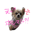 うちのチワワさん。（個別スタンプ：24）
