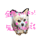うちのチワワさん。（個別スタンプ：29）