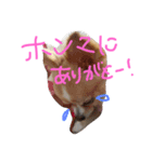 うちのチワワさん。（個別スタンプ：32）