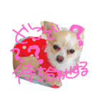 うちのチワワさん。（個別スタンプ：33）