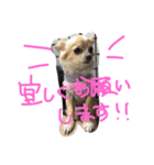 うちのチワワさん。（個別スタンプ：35）