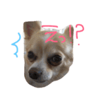 うちのチワワさん。（個別スタンプ：36）