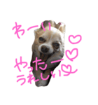うちのチワワさん。（個別スタンプ：37）