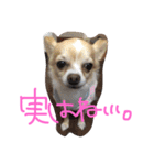 うちのチワワさん。（個別スタンプ：40）