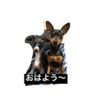 パンチ＆コチョ（個別スタンプ：1）