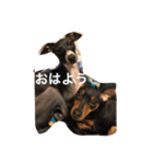 パンチ＆コチョ（個別スタンプ：2）