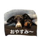 パンチ＆コチョ（個別スタンプ：3）