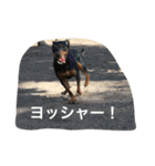 パンチ＆コチョ（個別スタンプ：12）