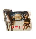 パンチ＆コチョ（個別スタンプ：14）