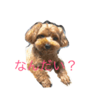 チワプー ちゃろ（個別スタンプ：1）