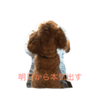 チワプー ちゃろ（個別スタンプ：5）
