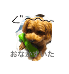 チワプー ちゃろ（個別スタンプ：6）