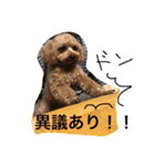 チワプー ちゃろ（個別スタンプ：7）