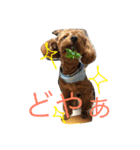 チワプー ちゃろ（個別スタンプ：8）