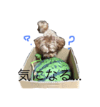 チワプー ちゃろ（個別スタンプ：9）