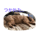 チワプー ちゃろ（個別スタンプ：13）