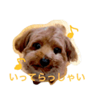 チワプー ちゃろ（個別スタンプ：14）
