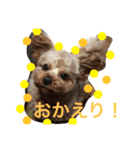 チワプー ちゃろ（個別スタンプ：15）