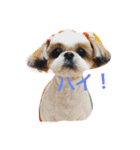 おっとりシーズー（個別スタンプ：3）