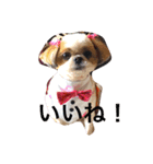 おっとりシーズー（個別スタンプ：4）