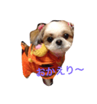 おっとりシーズー（個別スタンプ：7）