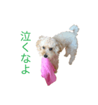 いつも元気なシフォンくん（個別スタンプ：7）