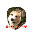 Corgi Fu Diary（個別スタンプ：1）