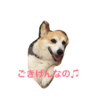 Corgi Fu Diary（個別スタンプ：2）