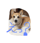 Corgi Fu Diary（個別スタンプ：3）