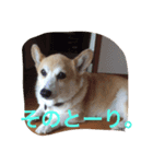 Corgi Fu Diary（個別スタンプ：5）