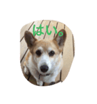Corgi Fu Diary（個別スタンプ：6）