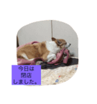 Corgi Fu Diary（個別スタンプ：8）