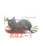 えのきさんの日常（個別スタンプ：5）