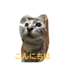 えのきさんの日常（個別スタンプ：7）