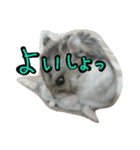 まんまる劇場♪（個別スタンプ：13）