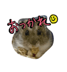 まんまる劇場♪（個別スタンプ：14）