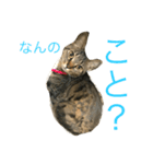 猫との日常（個別スタンプ：1）