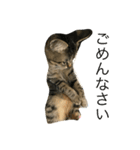 猫との日常（個別スタンプ：3）