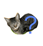 猫との日常（個別スタンプ：4）