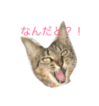 猫との日常（個別スタンプ：5）