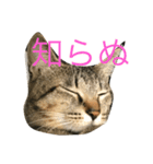 猫との日常（個別スタンプ：7）